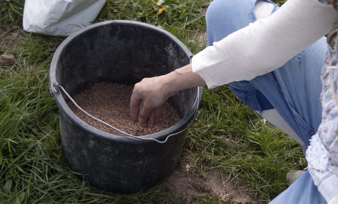 preparing the flaxseed for sowing
