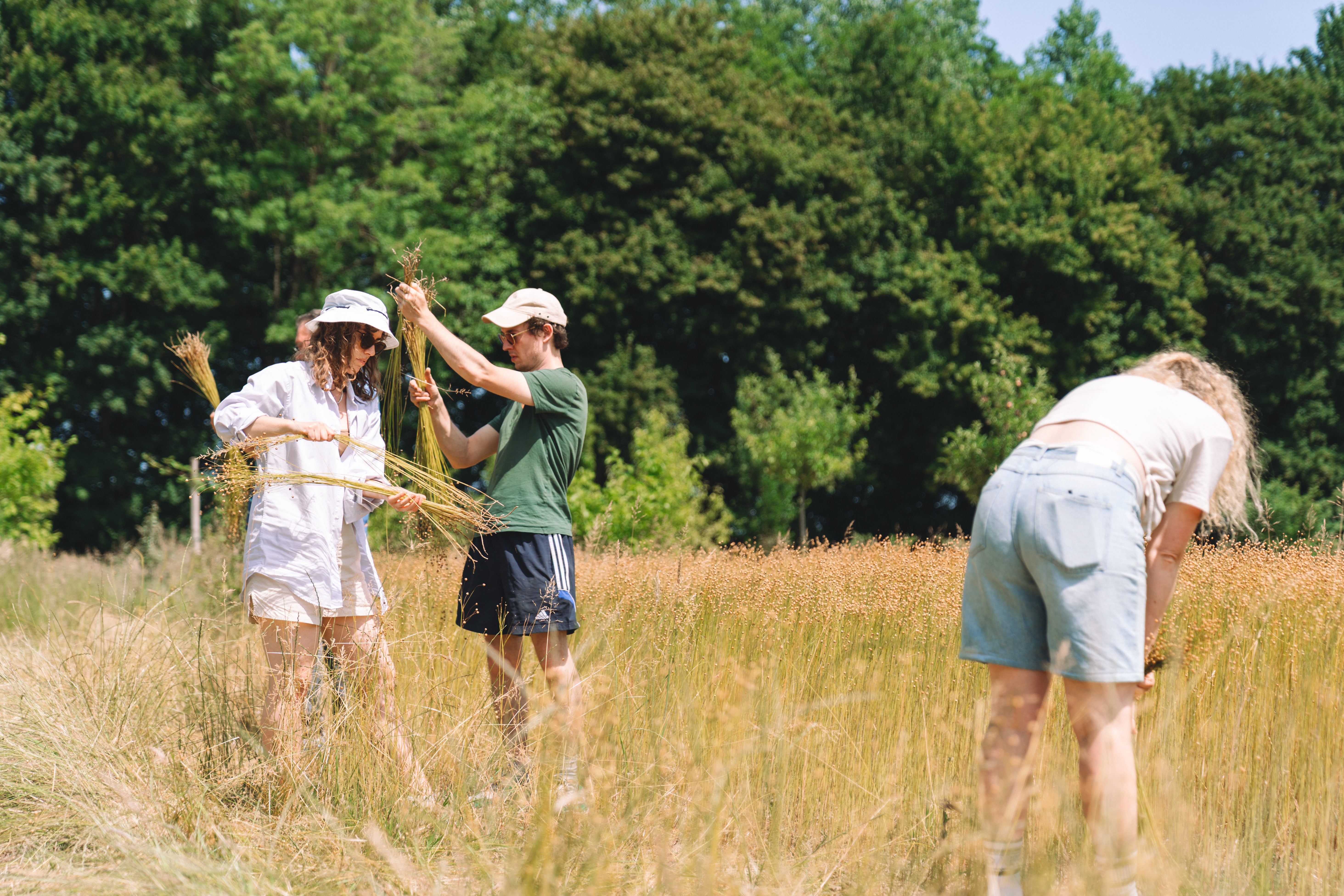 flax cultivation, shared stewardship 2025, de horsterhof, duiven