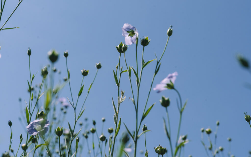 flax cultivation, shared stewardship 2025, de horsterhof, duiven