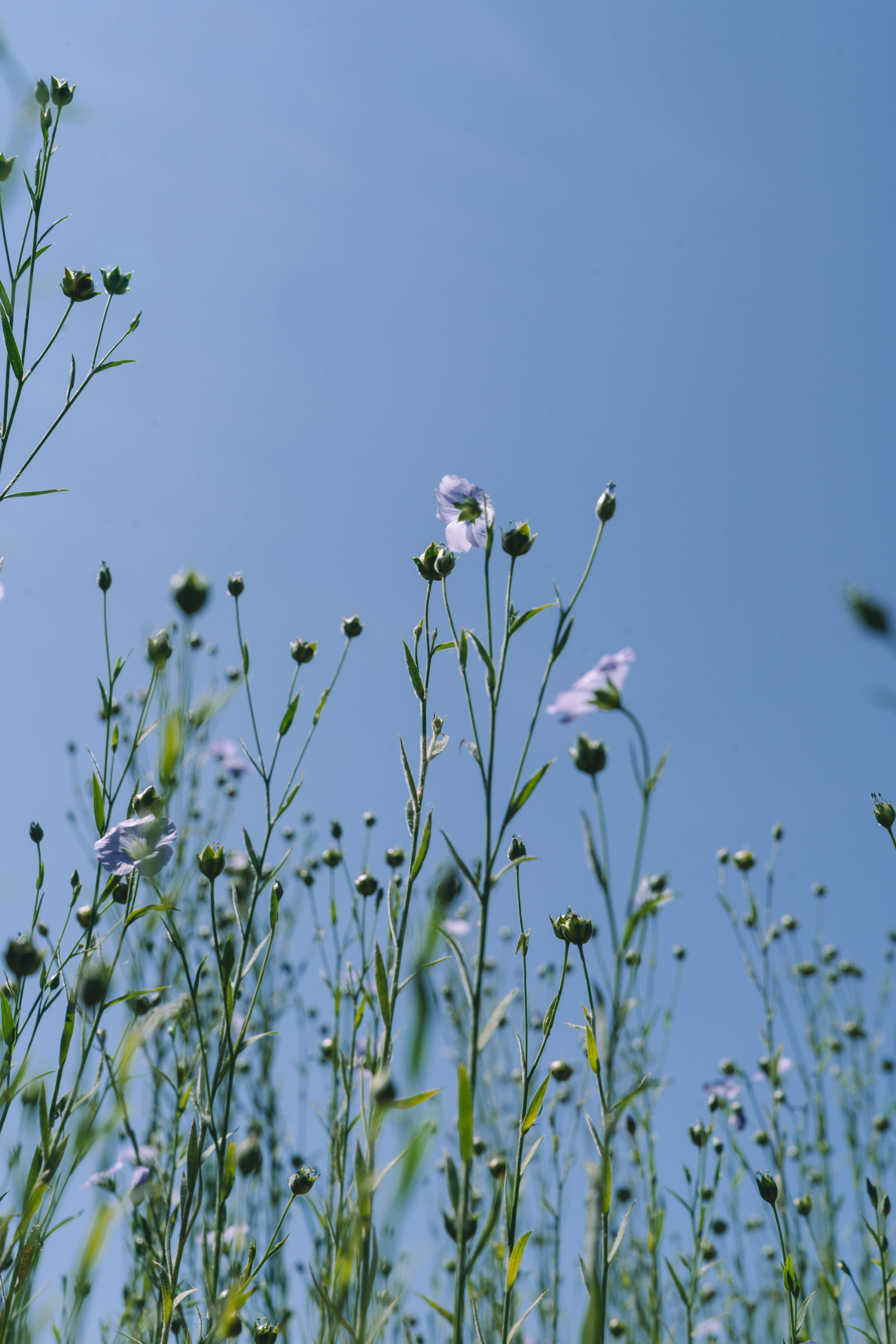 flax cultivation, shared stewardship 2025, de horsterhof, duiven
