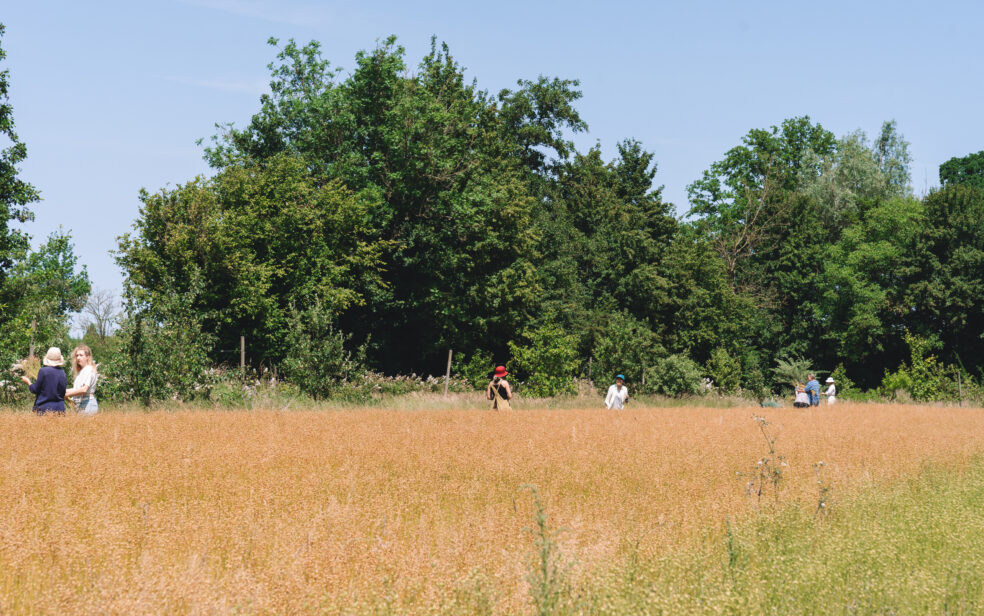 flax cultivation, shared stewardship 2025, de horsterhof, duiven