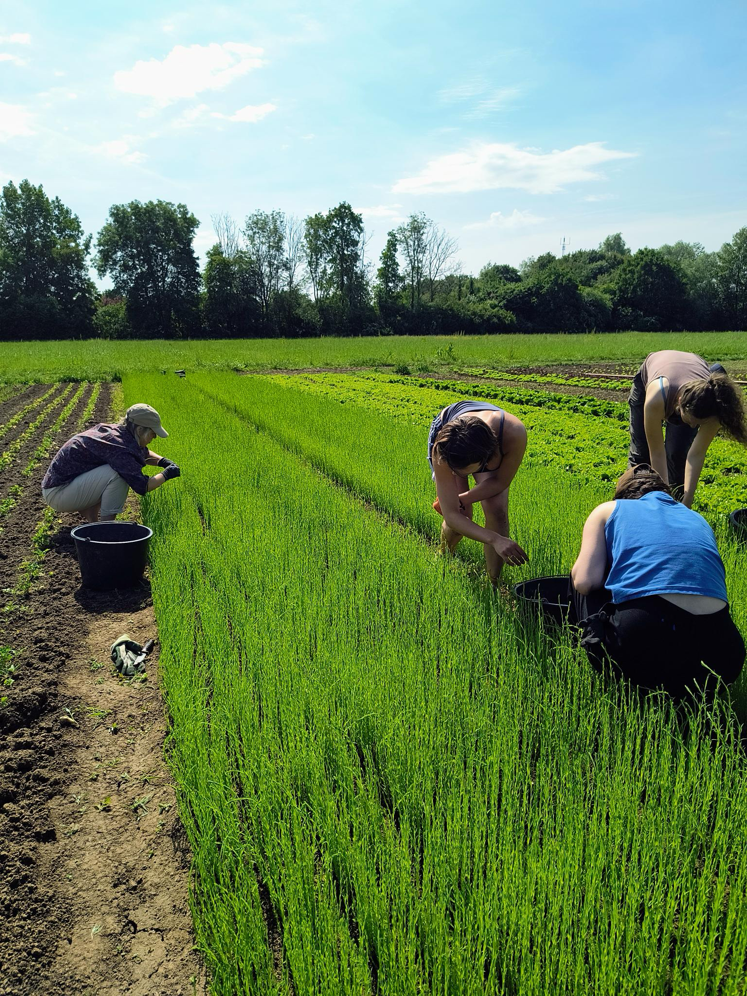 flax cultivation, shared stewardship 2026, de horsterhof, duiven