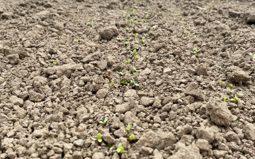 flax cultivation, shared stewardship 2026, de horsterhof, duiven