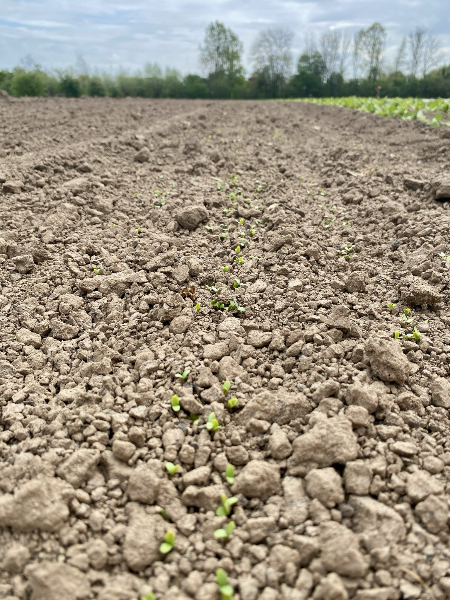 flax cultivation, shared stewardship 2026, de horsterhof, duiven