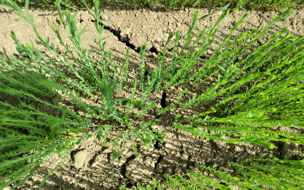 flax cultivation, shared stewardship 2026, de horsterhof, duiven