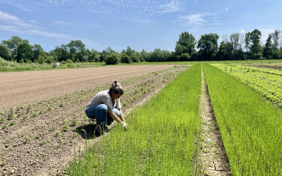 flax cultivation, shared stewardship 2026, de horsterhof, duiven