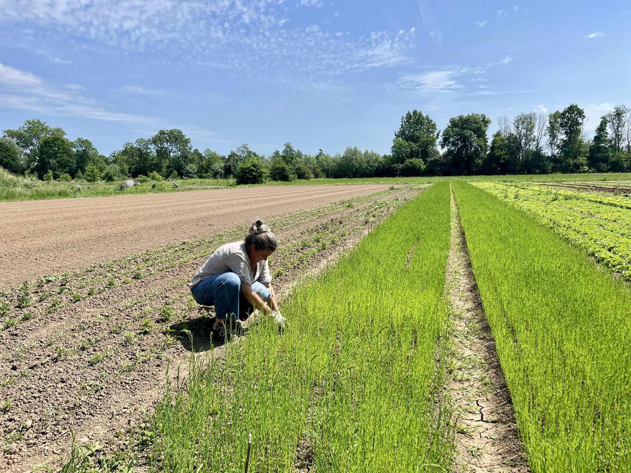 flax cultivation, shared stewardship 2026, de horsterhof, duiven