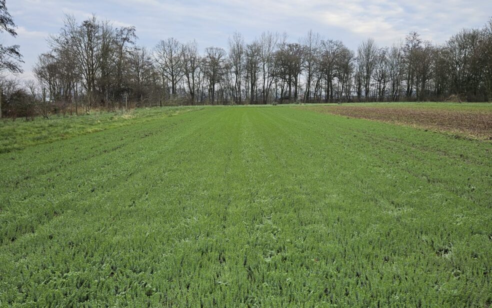 winter flax
