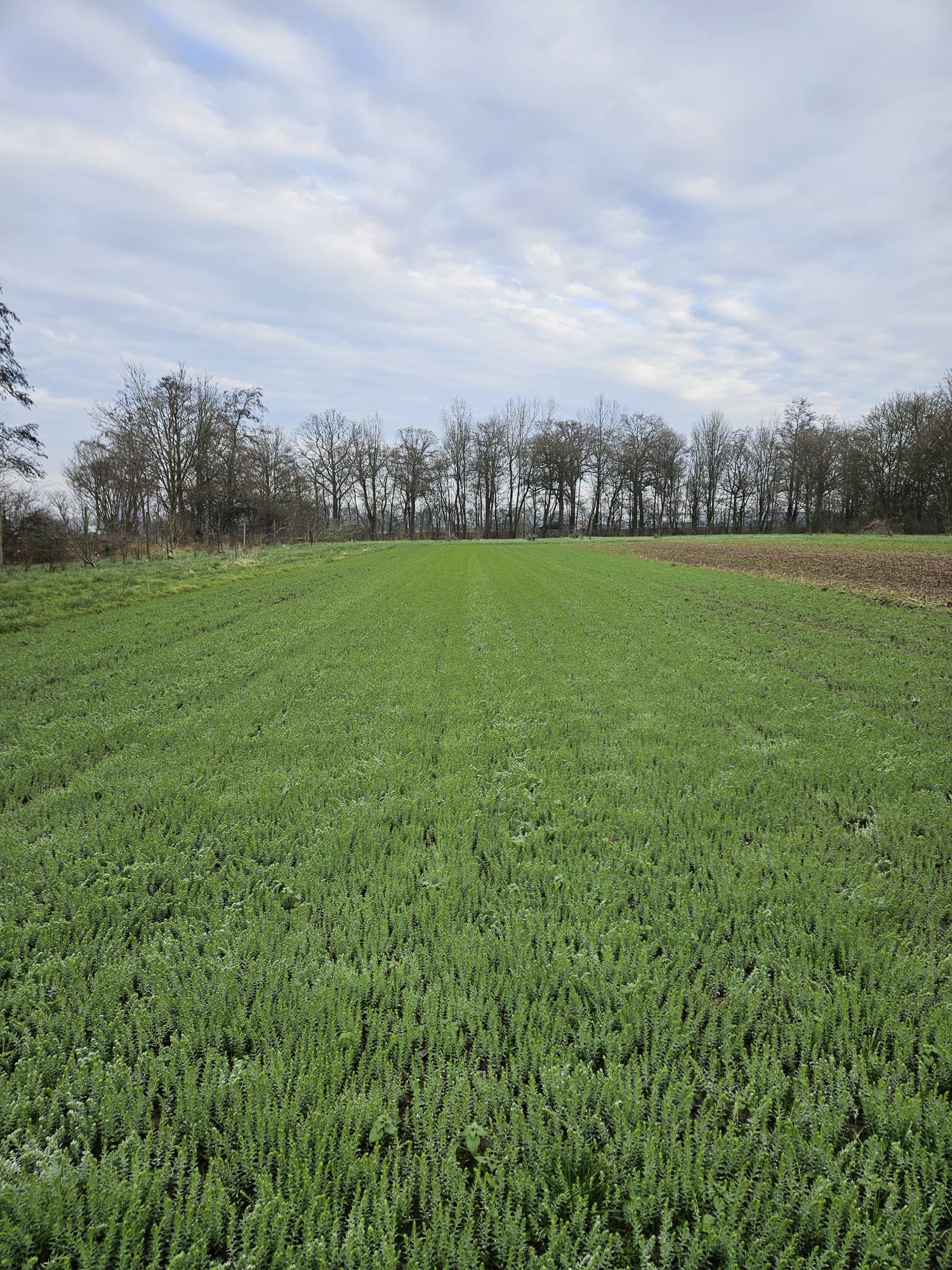 winter flax