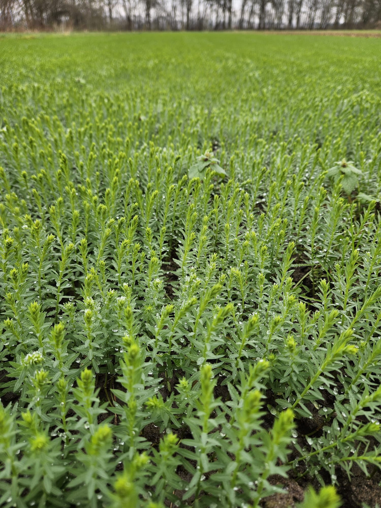 winter flax
