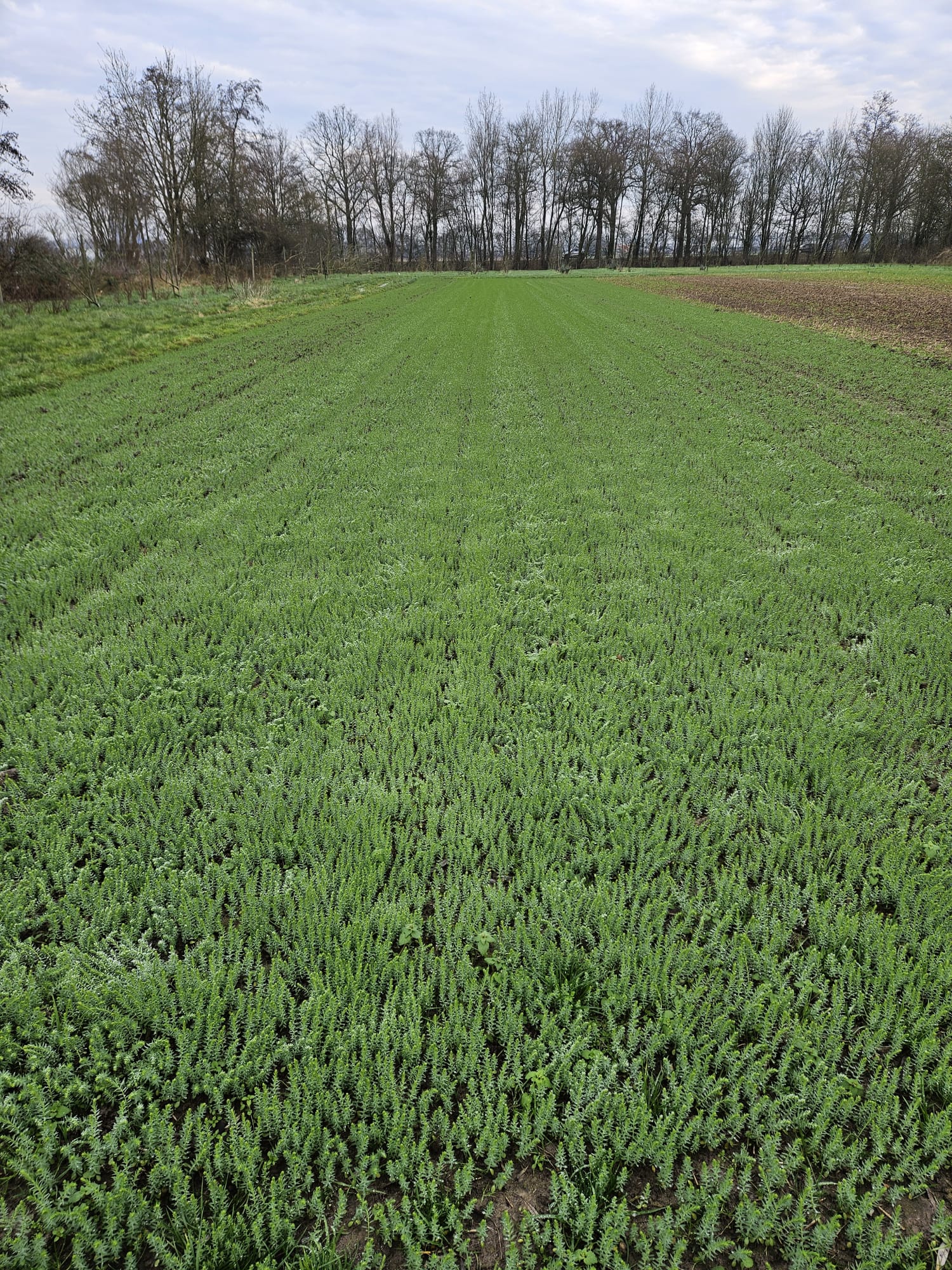 winter flax