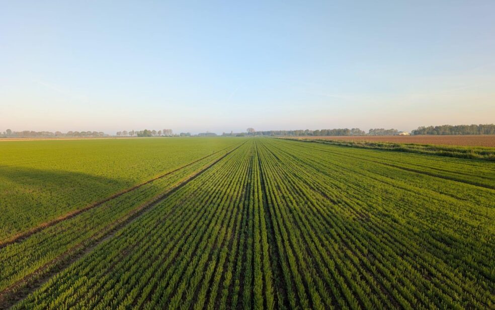 3 hectare vlas
